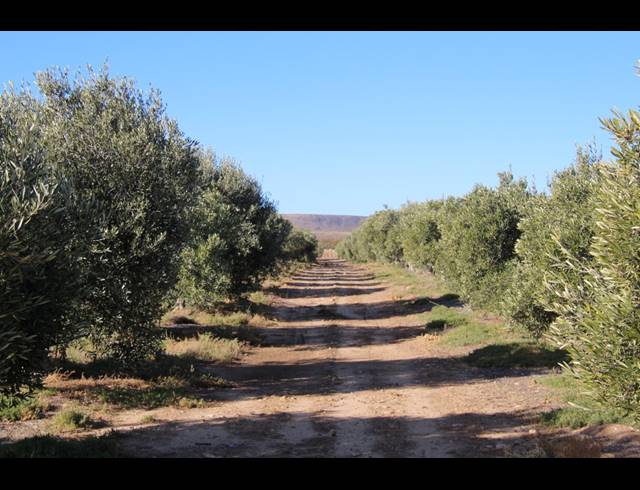 15HA FARM FOR SALE IN PRINCE ALBERT RURAL